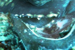 20011011_2_Shaab_Sharm_0011